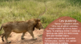 /album/hredelaci-na-safari-v-africe/snimek-obrazovky-119-png/